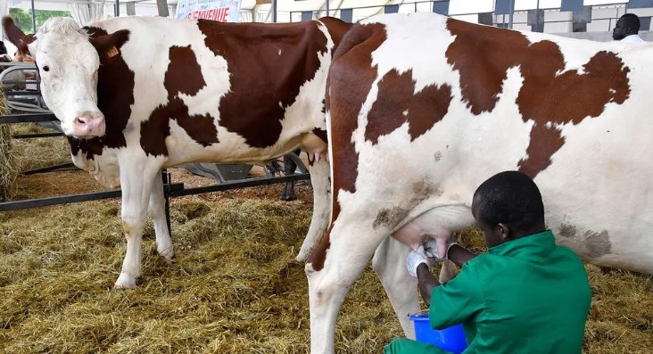 Kenya’s Milk Production Increases By 5.1 Percent, KNBS
